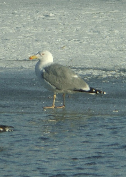 geelpootmeeuw_adult_meeuwenplas_diefdijk_schoonrewoerd_120210_4.jpg