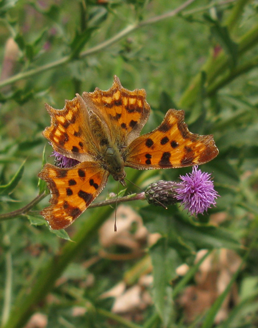 gehakkelde_aurelia_op_akkerdistel_viaanse_bos_270710.jpg gehakkelde_aurelia_op_akkerdistel_viaanse_bos_270710.jpg