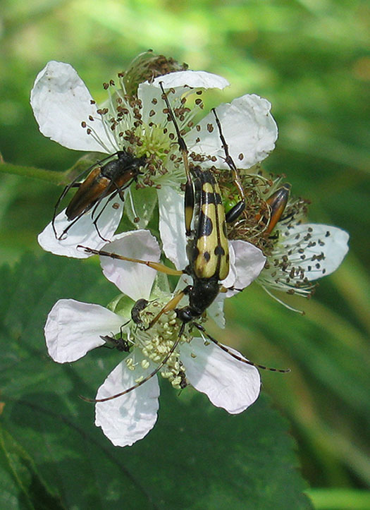geringelde-_en_tweekleurige_smalboktorren_op_braam_spec._natuurlijk_brabant_04072011.jpg