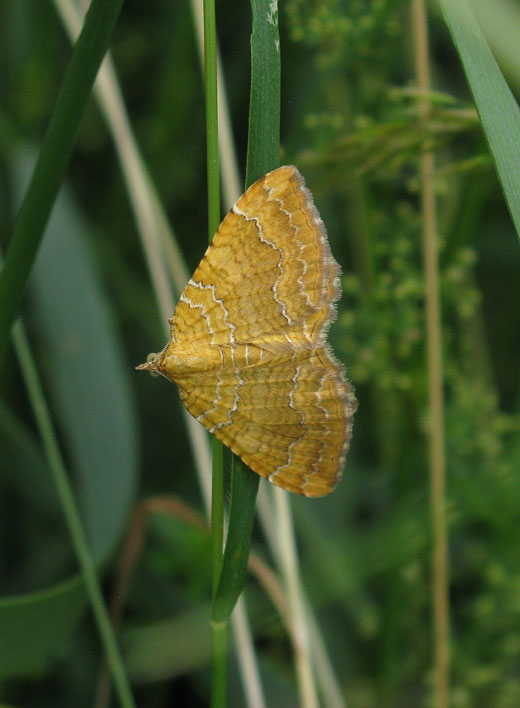 gestreepte_goudspanner_viaanse_bos_10062011.jpg