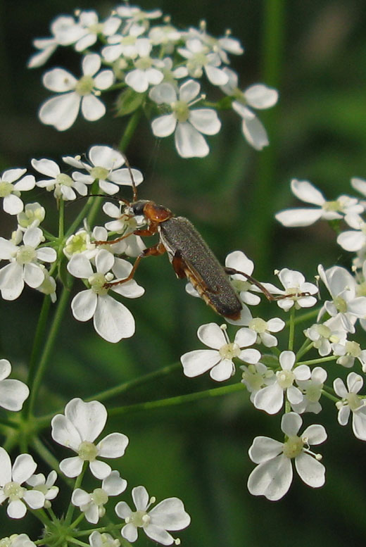 gestreepte_weekkever_cantharis_nigricans_natuurlijk_brabant_07052011_1.jpg gestreepte_weekkever_cantharis_nigricans_natuurlijk_brabant_07052011_1.jpg