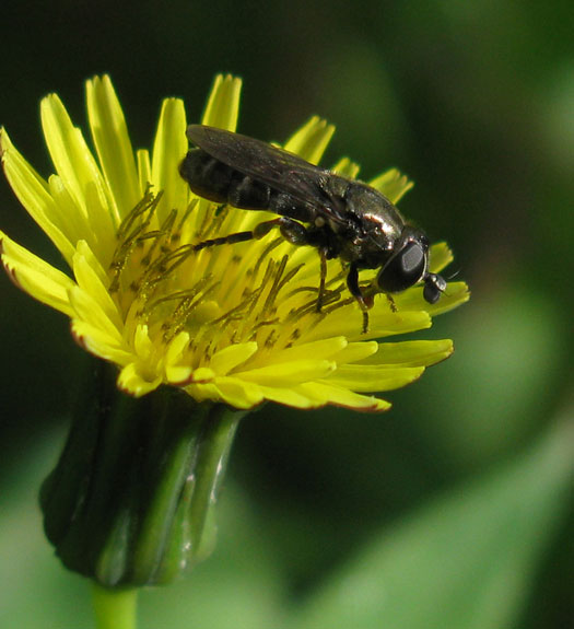 gewone_bollenzweefvlieg_op_gewone_melkdistel_zouweboezemgebied_19072011_3.jpg