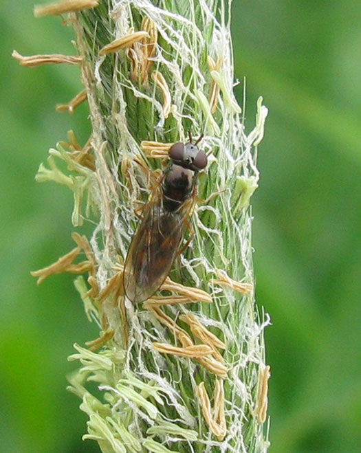 gewone_driehoekzweefvlieg_vrouw_op_vossenstaart_zouweboezemgebied_30072011.jpg
