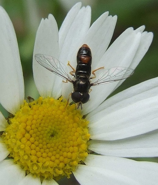 gewoon_krieltje_op_reukeloze_kamille_natuurlijk_brabant_2_aug._2008.jpg gewoon_krieltje_op_reukeloze_kamille_natuurlijk_brabant_2_aug._2008.jpg