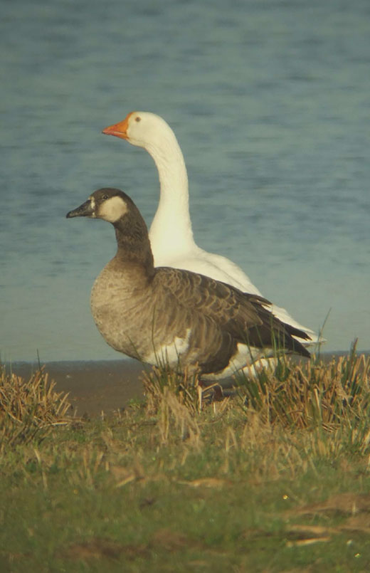 grote_canadese_gans_x_parkgans_brabantse_biesbosch_02042011.jpg