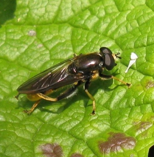 grote_gouden_bladloper_man_zouweboezemgebied_04052009.jpg grote_gouden_bladloper_man_zouweboezemgebied_04052009.jpg