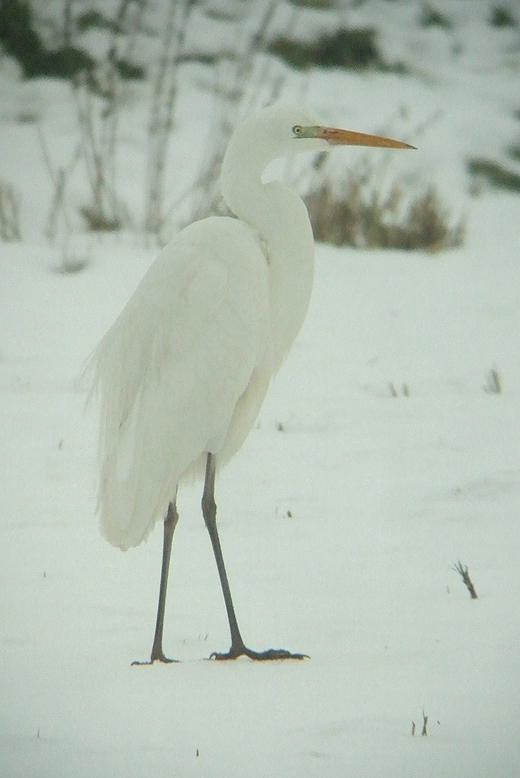 grote_zilverreiger_vijfheerenlanden_29122010_1.jpg grote_zilverreiger_vijfheerenlanden_29122010_1.jpg