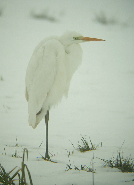 grote_zilverreiger_vijfheerenlanden_29122010_2.jpg grote_zilverreiger_vijfheerenlanden_29122010_2.jpg