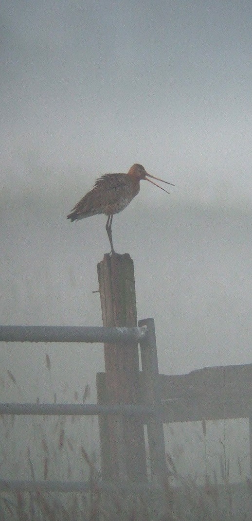 grutto_alblasserwaard_200510_5.jpg