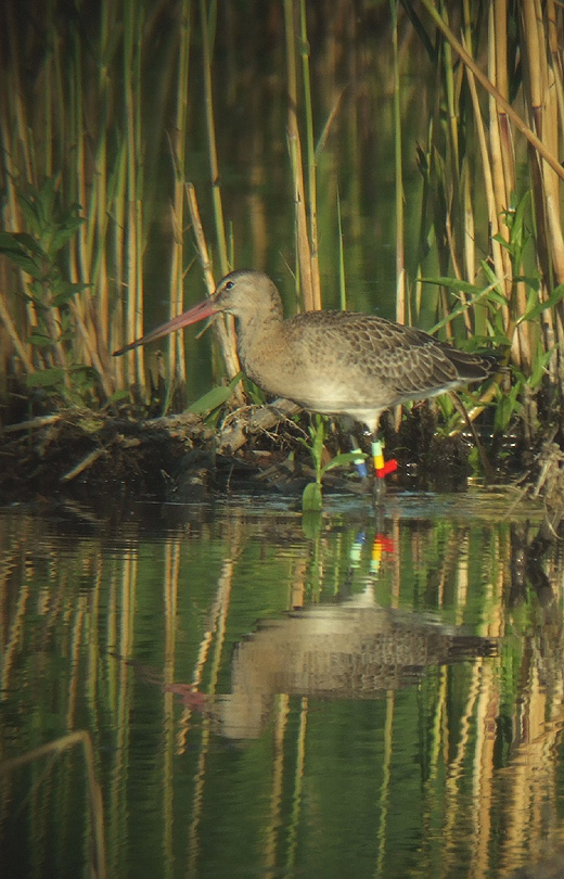 grutto_juveniel_met_kleurring_zouweboezem_270610.jpg grutto_juveniel_met_kleurring_zouweboezem_270610.jpg