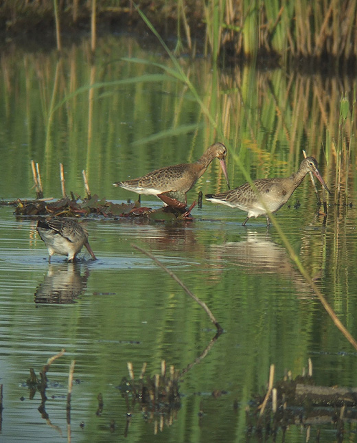 grutto_juvenielen_zouweboezem_270610.jpg grutto_juvenielen_zouweboezem_270610.jpg