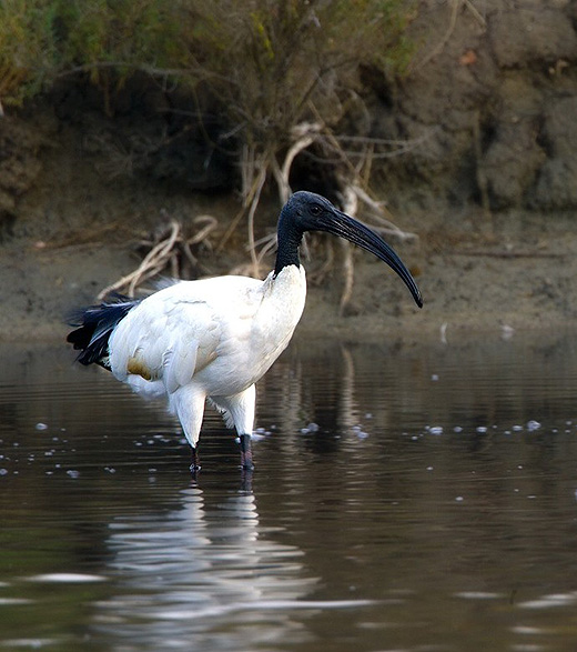 heilige_ibis_frankrijk_zenno_2.jpg heilige_ibis_frankrijk_zenno_2.jpg