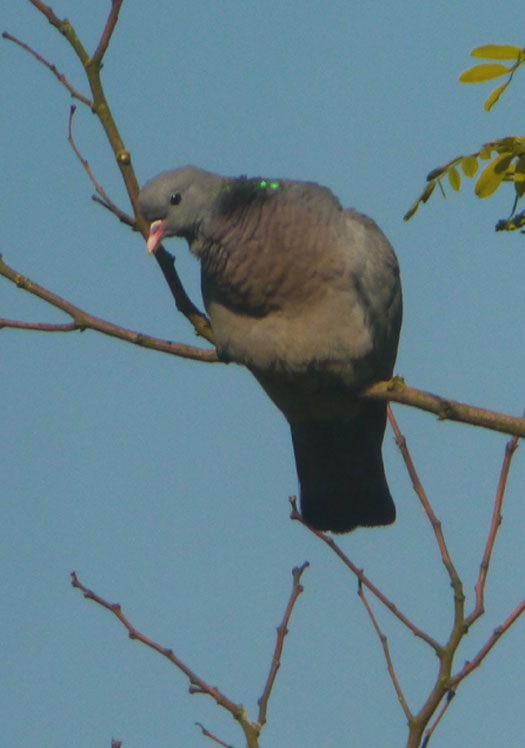 holenduif_heukelum_05062013.jpg
