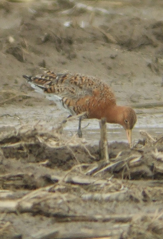 ijslandse_grutto_lekuiterwaard_vijfheerenlanden_110310_2.jpg ijslandse_grutto_lekuiterwaard_vijfheerenlanden_110310_2.jpg