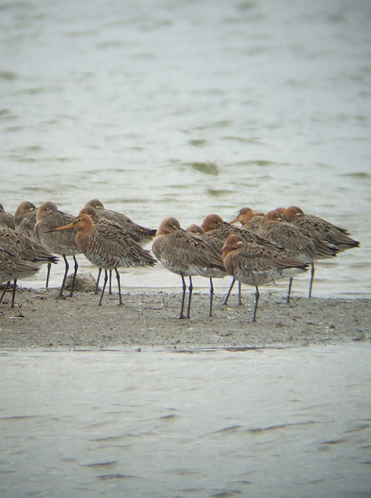 ijslandse_grutto_lekuiterwaard_vijfheerenlanden_130310_7.jpg ijslandse_grutto_lekuiterwaard_vijfheerenlanden_130310_7.jpg