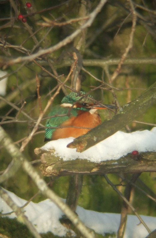 ijsvogel_vrouw_vijfheerenlanden_19122009_2.jpg ijsvogel_vrouw_vijfheerenlanden_19122009_2.jpg