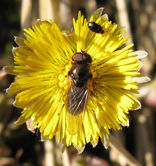 kervelgitje_man_op_klein_hoefblad_vianen_17032009.jpg kervelgitje_man_op_klein_hoefblad_vianen_17032009.jpg