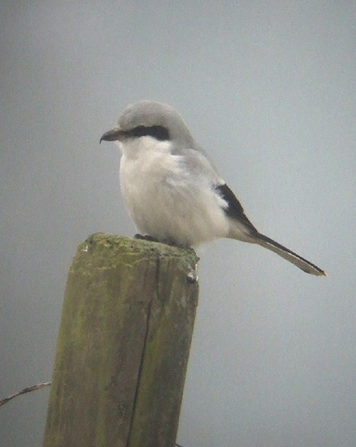 klapekster_brabantse_biesbosch_250110_2.jpg