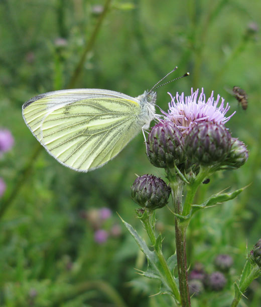 klein_geaderd_witje_op_akkersistel_zouweboezemgebied_22062011.jpg