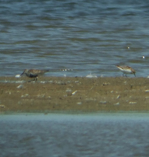kleine_en_bonte_strandloper_lekuiterwasard_everdingen_020610_1.jpg kleine_en_bonte_strandloper_lekuiterwasard_everdingen_020610_1.jpg
