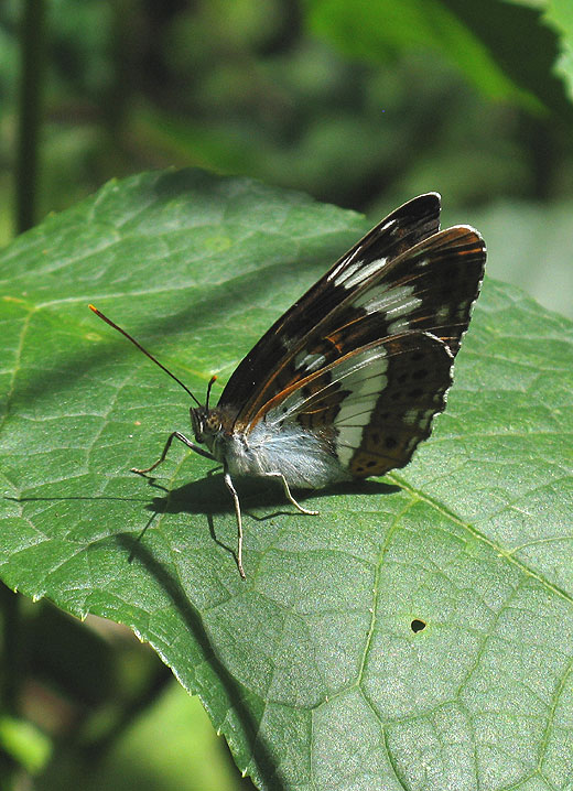 kleine_ijsvogelvlinder_natuurlijk_brabant_12062011.jpg