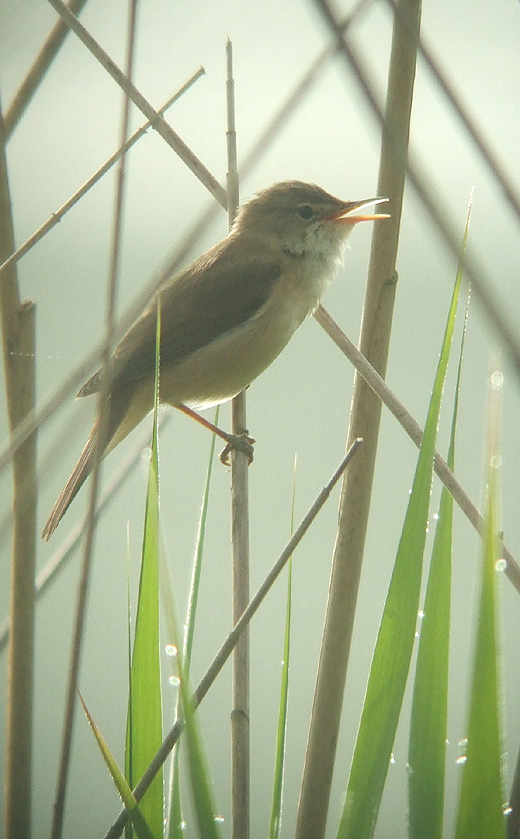 kleine_karekiet_spijk_230510_1.jpg kleine_karekiet_spijk_230510_1.jpg
