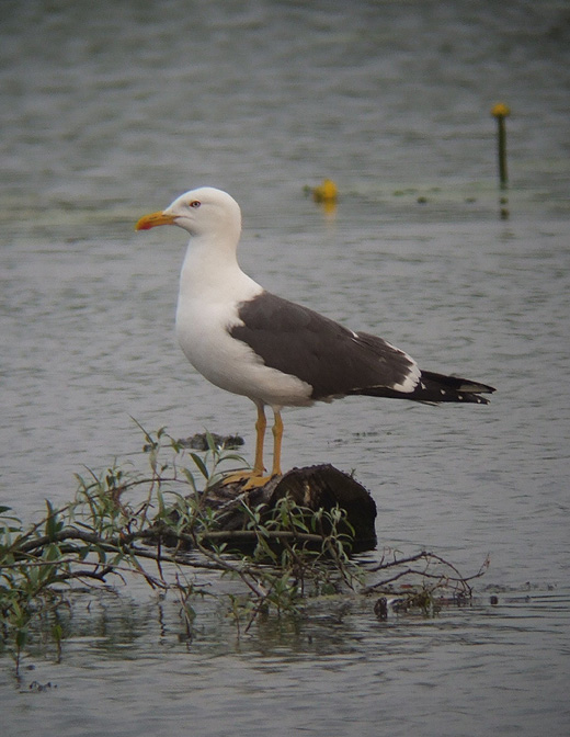kleine_mantelmeeuw_adult_zouweboezem_05072010.jpg