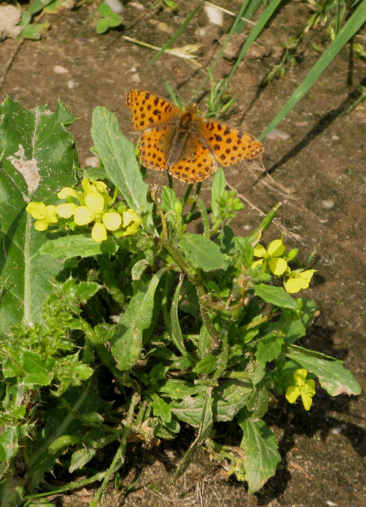 kleine_parelmoervlinder_moerputten_14082013_3.jpg