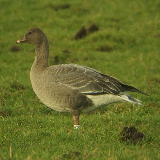 kleine_rietgans_polder_noordzijde_bleskensgraaf_10_dec._2008_1.jpg