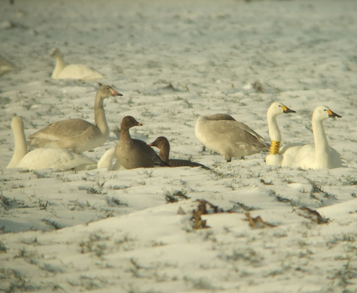 kleine_rietganzen_polder_langerak_25122010.jpg kleine_rietganzen_polder_langerak_25122010.jpg
