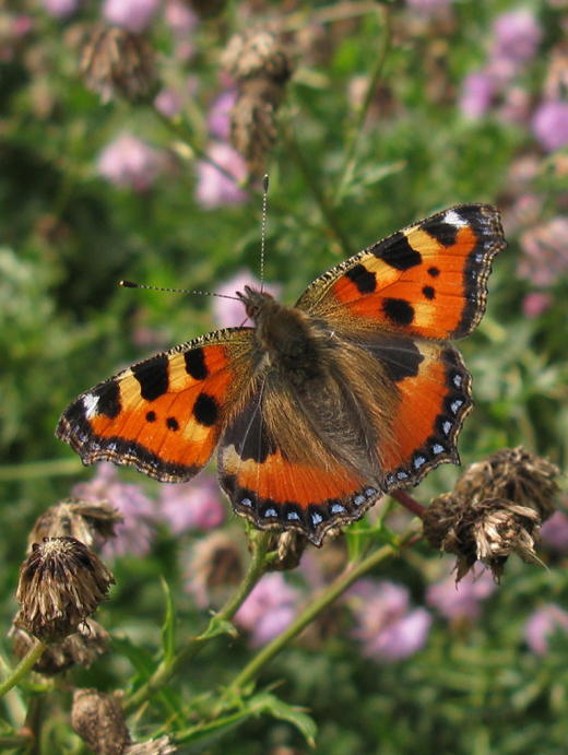 kleine_vos_op_akkerdistel_lingebos_280710.jpg kleine_vos_op_akkerdistel_lingebos_280710.jpg