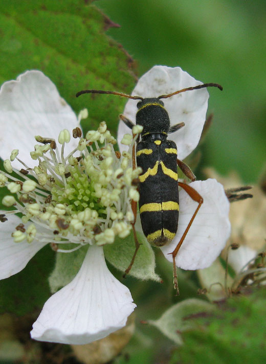 kleine_wespenboktor_op_braam_spec._natuurlijk_brabant_14062011.jpg