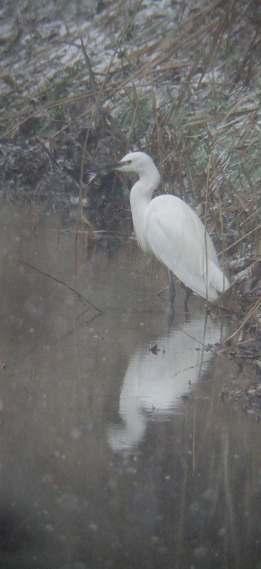 kleine_zilverreiger_brabantse_biesbosch_090110_1.jpg kleine_zilverreiger_brabantse_biesbosch_090110_1.jpg
