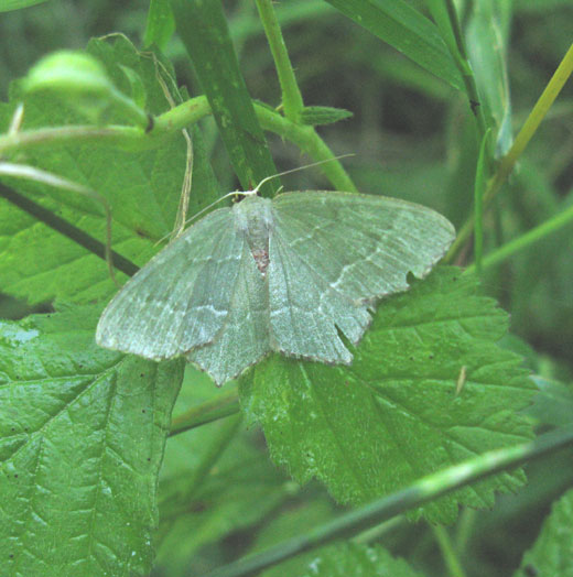 kleine_zomervlinder_vianen_30062011.jpg