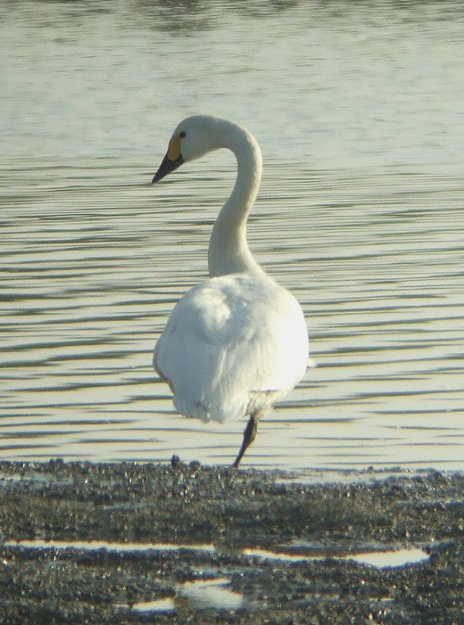 kleine_zwaan_lekuiterwaard_everdingen_201110.jpg