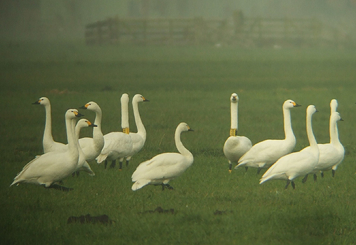 kleine_zwanen__066e_en_090e_geel_polder_molenaarsgraaf_10122010_1.jpg kleine_zwanen__066e_en_090e_geel_polder_molenaarsgraaf_10122010_1.jpg