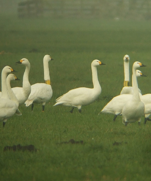 kleine_zwanen__066e_en_090e_geel_polder_molenaarsgraaf_10122010_2.jpg kleine_zwanen__066e_en_090e_geel_polder_molenaarsgraaf_10122010_2.jpg