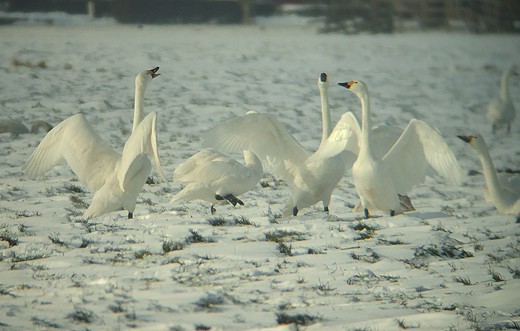 kleine_zwanen_polder_langerak_25122010_1.jpg kleine_zwanen_polder_langerak_25122010_1.jpg