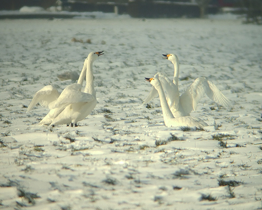 kleine_zwanen_polder_langerak_25122010_2.jpg