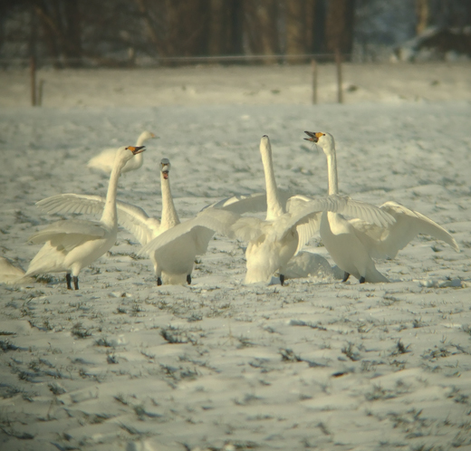kleine_zwanen_polder_langerak_25122010_4.jpg kleine_zwanen_polder_langerak_25122010_4.jpg