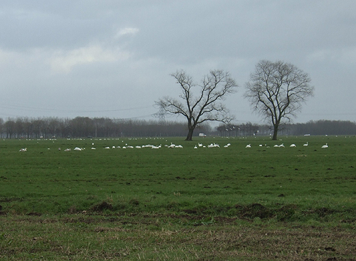 kleine_zwanen_polder_wijngaarden_12122010.jpg kleine_zwanen_polder_wijngaarden_12122010.jpg