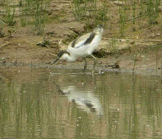 klutenpul_lekuiterwaard_everdingen_7_juni_2006.jpg klutenpul_lekuiterwaard_everdingen_7_juni_2006.jpg