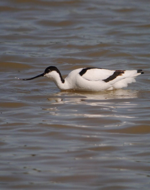 kluut_lappenheide_acquoy_05062013.jpg