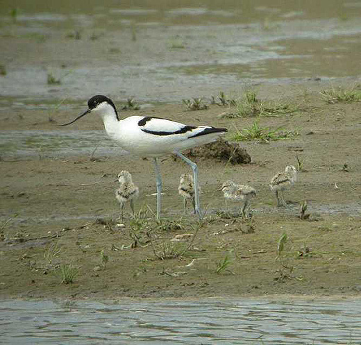 kluut_met_pullen_lekuiterwaard_everdingen__23_mei_2006.jpg kluut_met_pullen_lekuiterwaard_everdingen__23_mei_2006.jpg