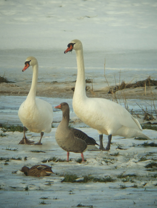 knobbelzwanen_grauwe_gans_en_wilde_eend_lekuiterwaard_achthoven_26122010.jpg knobbelzwanen_grauwe_gans_en_wilde_eend_lekuiterwaard_achthoven_26122010.jpg