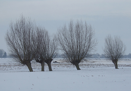 knotwilgen_leerbroek_27122010_1.jpg knotwilgen_leerbroek_27122010_1.jpg