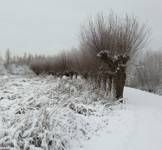 knotwilgen_zouweboezem_lexmond_17122010_1.jpg knotwilgen_zouweboezem_lexmond_17122010_1.jpg