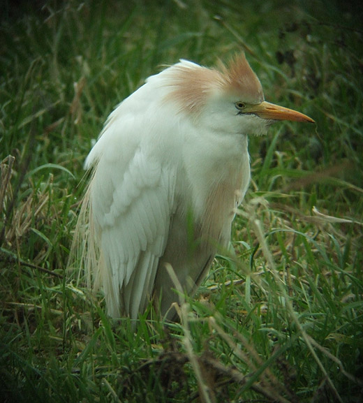 koereiger_kethel_25_dec._2008_2.jpg