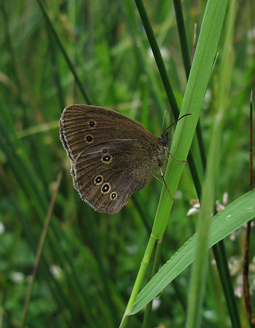 koevinkje_natuurlijk_brabant_26062011_2.jpg koevinkje_natuurlijk_brabant_26062011_2.jpg