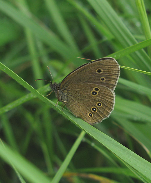 koevinkje_natuurlijk_brabant_26062011_3.jpg koevinkje_natuurlijk_brabant_26062011_3.jpg